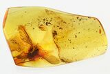 Detailed Fossil Predatory Snipe Fly (Rhagionidae) In Baltic Amber #310922-1